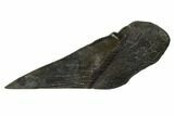 Partial, Fossil Megalodon Tooth Paper Weight #144416-1
